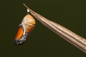 butterfly in cocoon